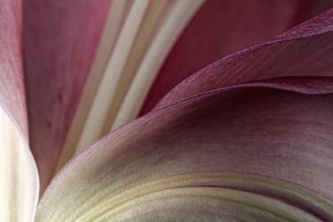 Pink lily, Lilium, partial view - MJOF000151