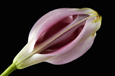 Blüte einer rosa Lilie, Lilium, vor schwarzem Hintergrund - MJOF000138