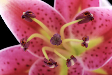 Stempel und Staubgefäße einer gemusterten rosa Lilie, Lilium, Nahaufnahme - MJOF000137