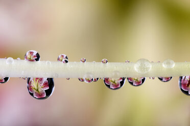 Wassertropfen mit Spiegelungen, die an den Staubgefäßen einer Lilie, Lilium, hängen, Nahaufnahme - MJOF000153