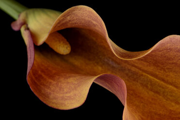Brown calla lily, Araceae, in front of black background, partial view - MJOF000130