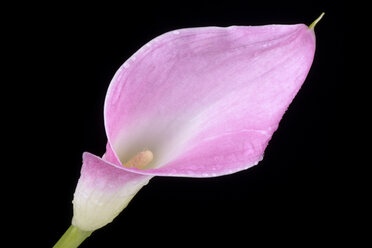 Rosa Calla-Lilie, Araceae, vor schwarzem Hintergrund - MJOF000132