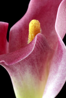 Rote Calla-Lilie, Araceae, vor schwarzem Hintergrund, Teilansicht - MJOF000134