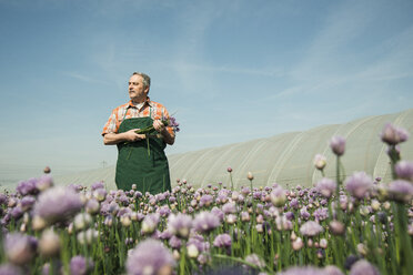 Germany, Hesse, Lampertheim, farmer harvesting chives, Allium schoenoprasum - UUF000587