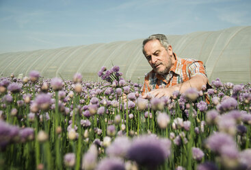 Deutschland, Hessen, Lampertheim, Bauer erntet Schnittlauch, Allium schoenoprasum - UUF000533