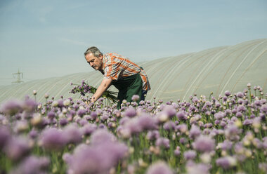 Deutschland, Hessen, Lampertheim, Landwirt bei der Schnittlauchernte, Allium schoenoprasum - UUF000590