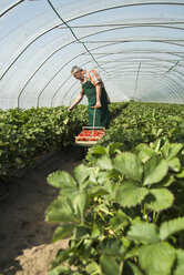 Germany, Hesse, Lampertheim, senior farmer harvesting strawberries in greenhouse - UUF000593