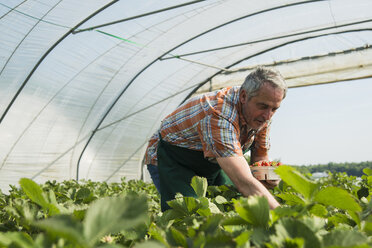Germany, Hesse, Lampertheim, senior farmer harvesting strawberries in greenhouse - UUF000595