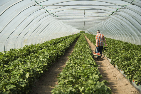 Germany, Hesse, Lampertheim, senior farmer harvesting strawberries in greenhouse stock photo