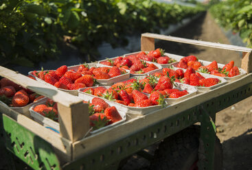 Deutschland, Hessen, Lampertheim, Palette mit Erdbeeren - UUF000602