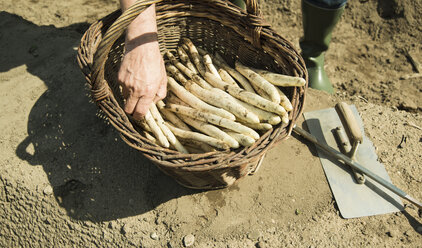 Deutschland, Hessen, Lampertheim, Altbauer beim Spargelstechen, Asparagus officinalis, Nahaufnahme - UUF000607