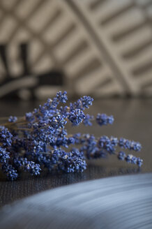 Zweige von Lavendel, Lavandula angustifolia - ASF005359