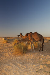 Afrika, Nordafrika, Tunesien, Maghreb, Sahara bei Ksar Ghilane, Dromedare, Camelus dromedarius - GFF000475