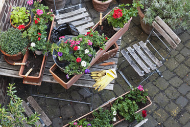 Deutschland, Pflanzen für den Balkon - GWF002786