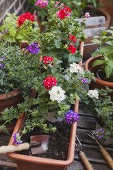 Germany, Plants for the balcony - GWF002787