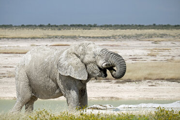Afrika, Namibia, Etosha-Nationalpark, Elefantenbulle, Loxodonta africana, Trinken - HLF000544