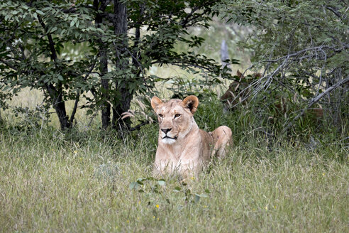 Africa, Namibia, Etosha National Park, Lioness, Panthera leo, lying - HLF000545