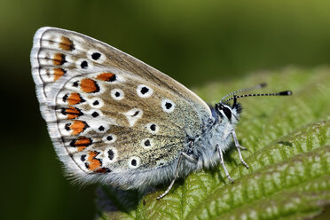 Germany, Common blue butterfly, Polyommatus icarus, sitting on plant - MJOF000172