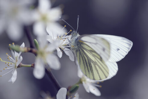 Deutschland, Grün geäderter weißer Schmetterling, Pieris napi, auf einer Scholle sitzend - MJOF000173