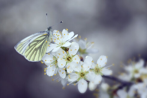 Deutschland, Grün geäderter weißer Schmetterling, Pieris napi, auf einer Scholle sitzend - MJO000174
