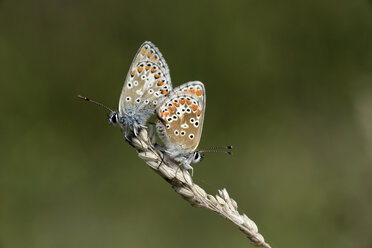 Deutschland, Brauner Argusfalter, Aricia agestis, sitzend auf Pflanze - MJOF000175