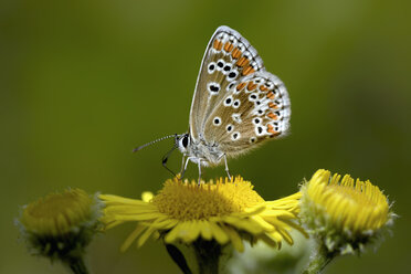 Deutschland, Brauner Argusfalter, Aricia agestis, sitzend auf Pflanze - MJO000176