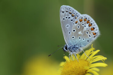 Deutschland, Gemeiner Bläuling, Polyommatus icarus, sitzend auf Pflanze - MJOF000177