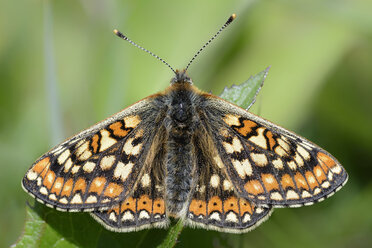 Deutschland, Sumpf-Scheckenfalter, Euphydryas aurinia - MJOF000178