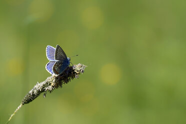 Deutschland, Gemeiner Bläuling, Polyommatus icarus, sitzend auf Pflanze - MJOF000179