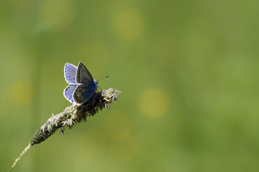 Germany, Common blue butterfly, Polyommatus icarus, sitting on plant - MJOF000179