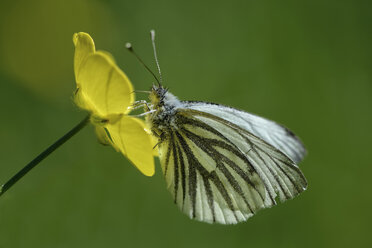 Deutschland, Grün geäderter weißer Schmetterling, Pieris napi, auf einer Scholle sitzend - MJOF000181