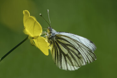 Germany, Green-veined white butterfly, Pieris napi, sitting on floer - MJOF000181