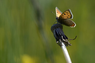 Deutschland, Kleiner Kupferfalter, Lycaena phlaea, auf Pflanze sitzend - MJOF000182