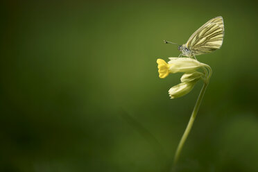 Deutschland, Grün geäderter weißer Schmetterling, Pieris napi, auf einer Scholle sitzend - MJO000184