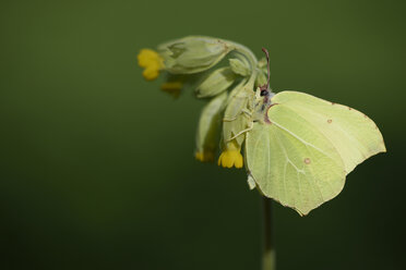 Deutschland, Zitronenfalter, Gonepteryx rhamni, sitzend auf Pflanze - MJOF000185