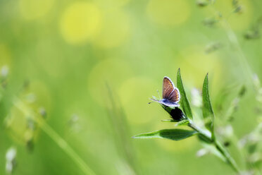 Deutschland, Gemeiner Bläuling, Polyommatus icarus, sitzend auf Pflanze - MJOF000186