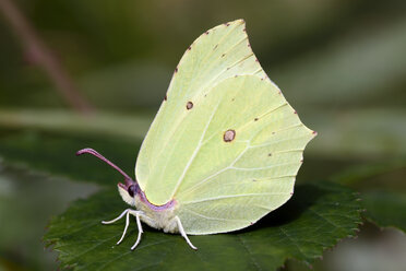 Deutschland, Zitronenfalter, Gonepteryx rhamni, sitzend auf Pflanze - MJO000187