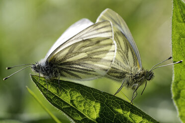 Deutschland, Grün geäderter weißer Schmetterling, Pieris napi, auf einer Scholle sitzend - MJOF000193