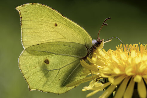 Deutschland, Zitronenfalter, Gonepteryx rhamni, sitzend auf Pflanze - MJOF000195