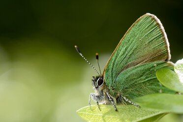 Deutschland, Grüner Feuerfalter, Callophrys rubi, auf einer Pflanze sitzend - MJOF000198