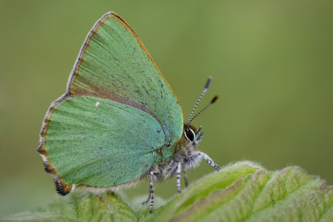 Deutschland, Grüner Feuerfalter, Callophrys rubi, auf einer Pflanze sitzend, lizenzfreies Stockfoto