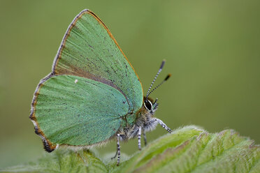 Deutschland, Grüner Feuerfalter, Callophrys rubi, auf einer Pflanze sitzend - MJOF000201