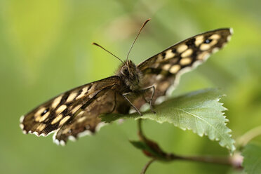 Germany, Speckled wood butterfly, Pararge aegeria, sitting on plant - MJO000210