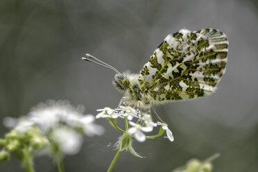 Deutschland, Orangenzipfelfalter, Anthocharis cardamines, auf Blüte sitzend - MJO000212