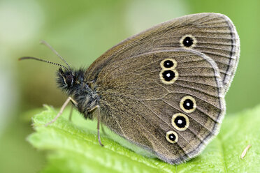 Germany, Ringlet butterfly, Aphantopus hyperantus, sittig on plant - MJOF000213