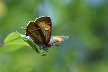 Deutschland, Brauner Zackenschmetterling, sitzend auf Pflanze - MJO000216