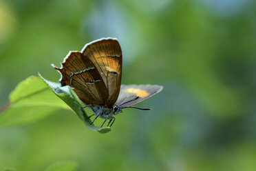 Germany, Brown hairstreak butterfly, sitting on plant - MJO000216