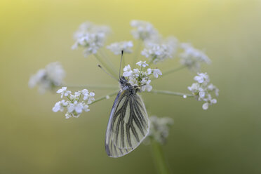 Deutschland, Grün geäderter weißer Schmetterling, Pieris napi, auf einer Scholle sitzend - MJO000218