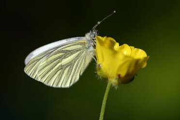 Deutschland, Grün geäderter weißer Schmetterling, Pieris napi, auf einer Scholle sitzend - MJO000220