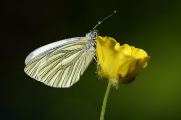 Germany, Green-veined white butterfly, Pieris napi, sitting on floer - MJO000220